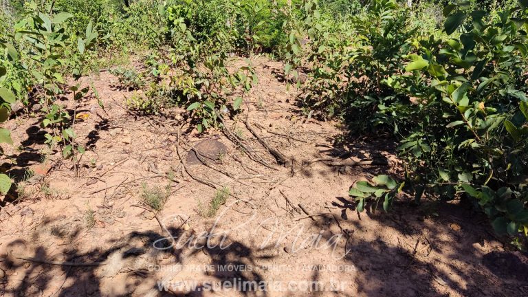 VENDE-SE 2 ALQUEIRES A 100M DA GO 241
