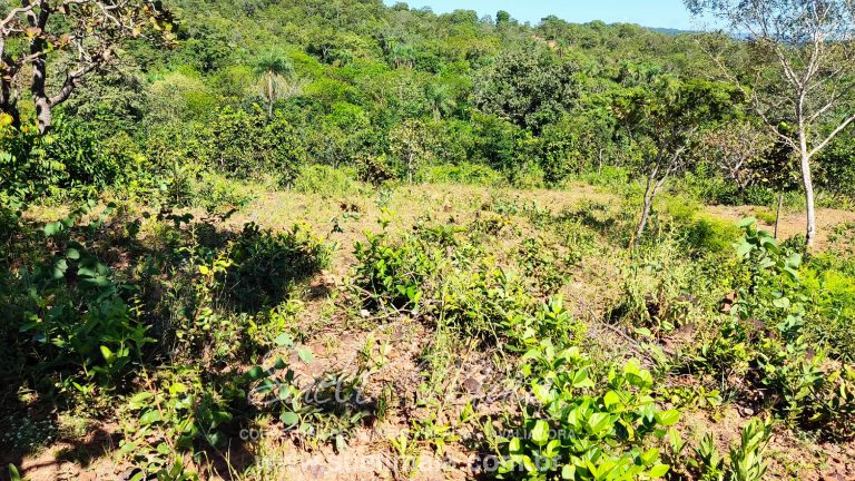VENDE-SE 2 ALQUEIRES A 100M DA GO 241