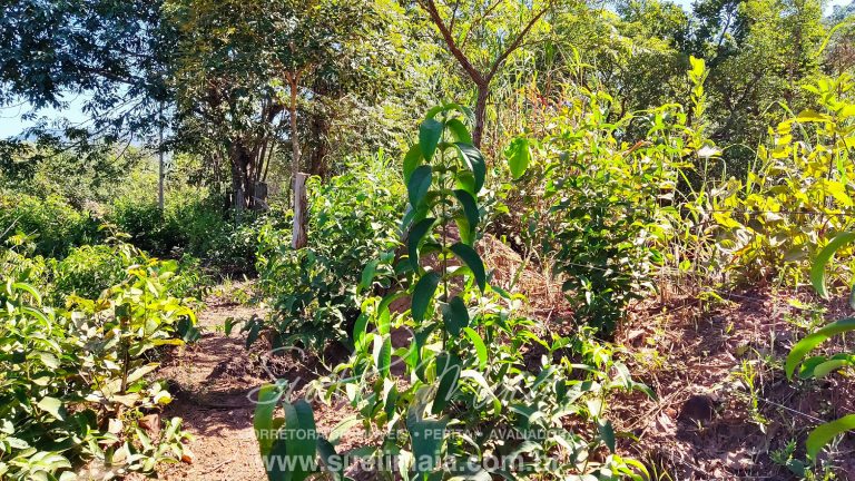 VENDE-SE 2 ALQUEIRES A 100M DA GO 241