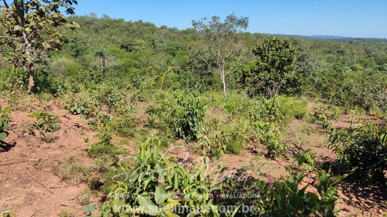 VENDE-SE 2 ALQUEIRES A 100M DA GO 241