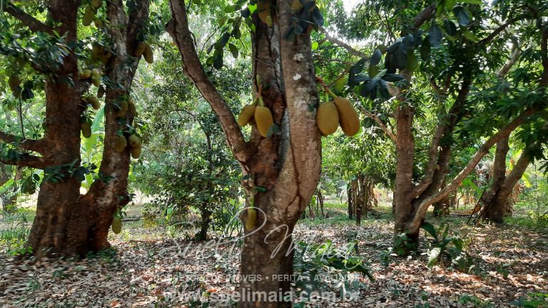 Linda Fazenda 47,68 alq  (230ha) em Minaçu/GO
