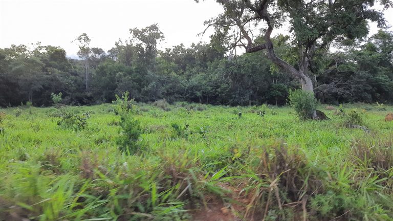 Linda Fazenda 47,68 alq  (230ha) em Minaçu/GO