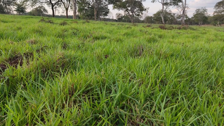 Linda Fazenda 47,68 alq  (230ha) em Minaçu/GO