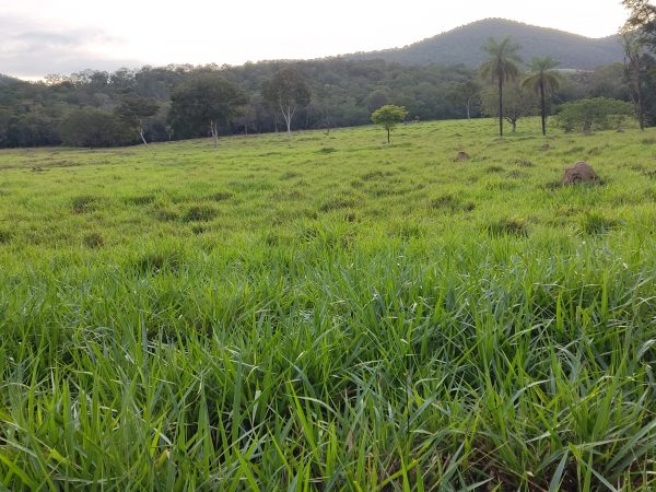 Linda Fazenda 47,68 alq  (230ha) em Minaçu/GO