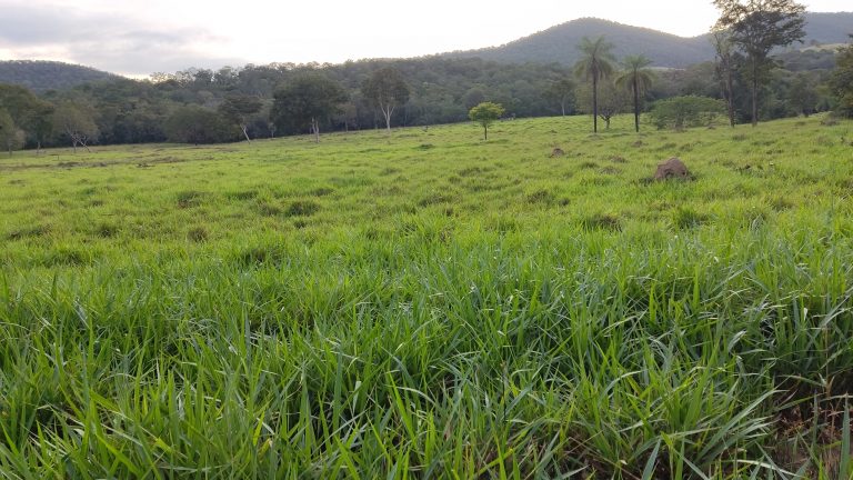 Linda Fazenda 47,68 alq  (230ha) em Minaçu/GO