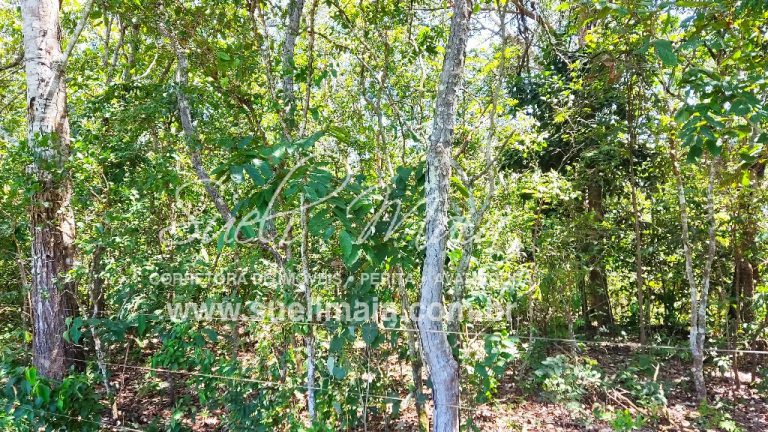 Fazenda de 12,95 alq (62,70ha) Dupla aptidão – Minaçu/GO