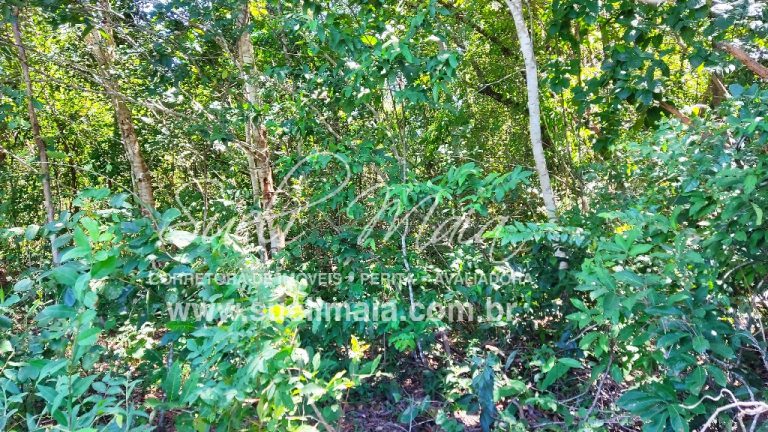 Fazenda de 12,95 alq (62,70ha) Dupla aptidão – Minaçu/GO