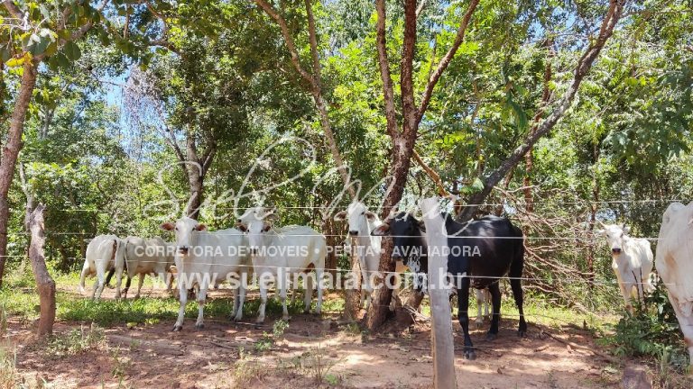 Fazenda de 12,95 alq (62,70ha) Dupla aptidão – Minaçu/GO