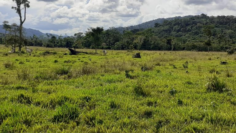 Fazenda 511 alq. p/ pecuária em São Félix do Xingu/PA