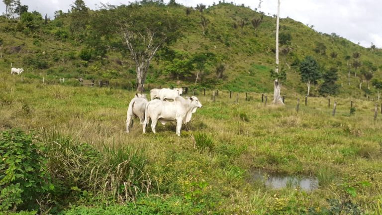Fazenda 511 alq. p/ pecuária em São Félix do Xingu/PA