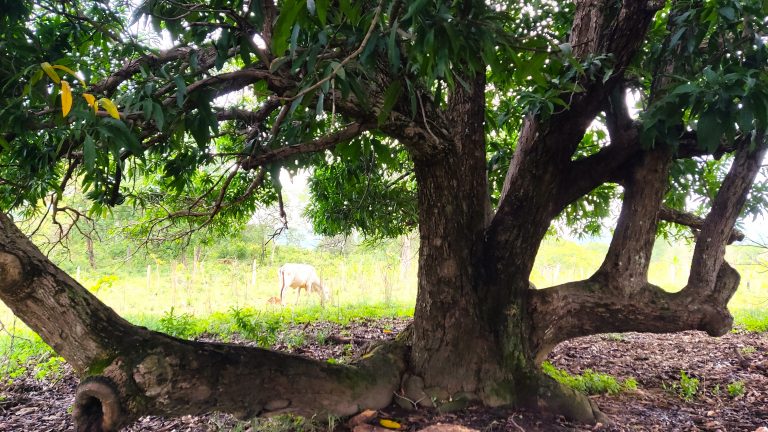 SÍTIO 15 ALQUEIRES C/ REPRESA – Pertinho da cidade