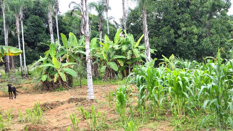 SÍTIO 15 ALQUEIRES C/ REPRESA – Pertinho da cidade
