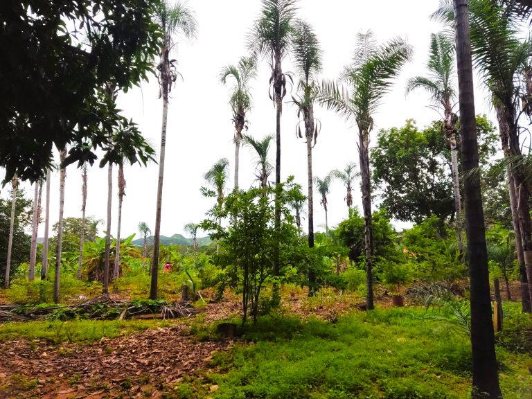 SÍTIO 15 ALQUEIRES C/ REPRESA – Pertinho da cidade