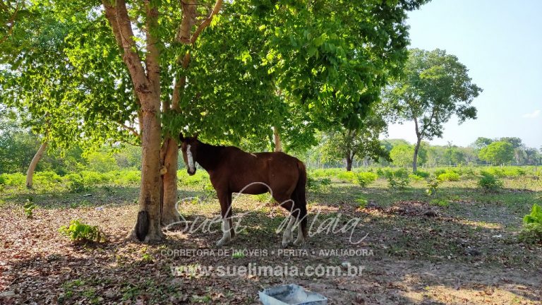 Fazenda 613 alq (2966 ha) 100% Plana – Paranã/TO Fazenda 613 alq (2966 ha) 100% Plana – Paranã/TO