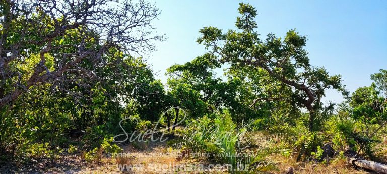 Fazenda 613 alq (2966 ha) 100% Plana – Paranã/TO Fazenda 613 alq (2966 ha) 100% Plana – Paranã/TO