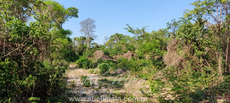 Fazenda 613 alq (2966 ha) 100% Plana – Paranã/TO Fazenda 613 alq (2966 ha) 100% Plana – Paranã/TO