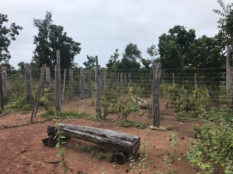 Fazenda de 50 alq. 100% plana – Dupla aptidão – 29 Km de Minaçu/GO