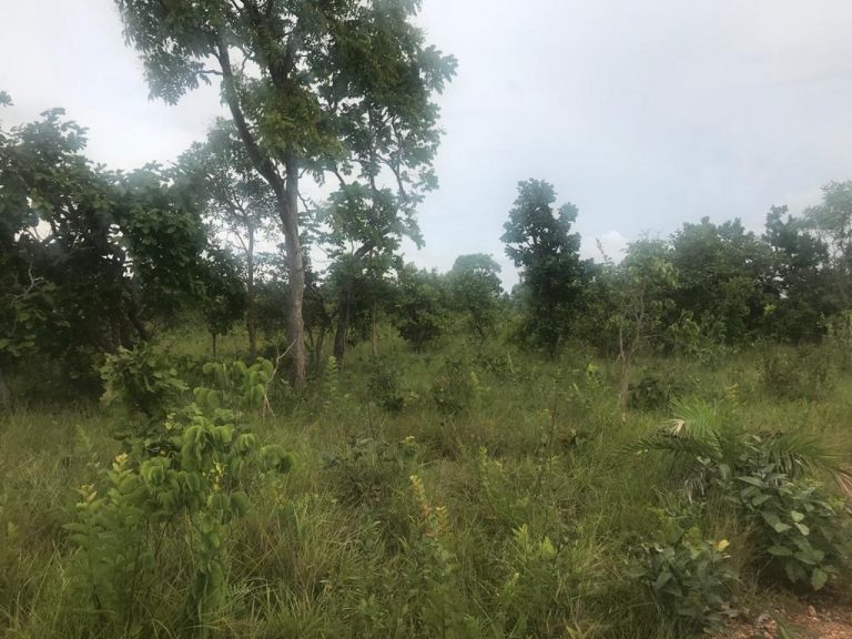 Fazenda de 50 alq. 100% plana – Dupla aptidão – 29 Km de Minaçu/GO