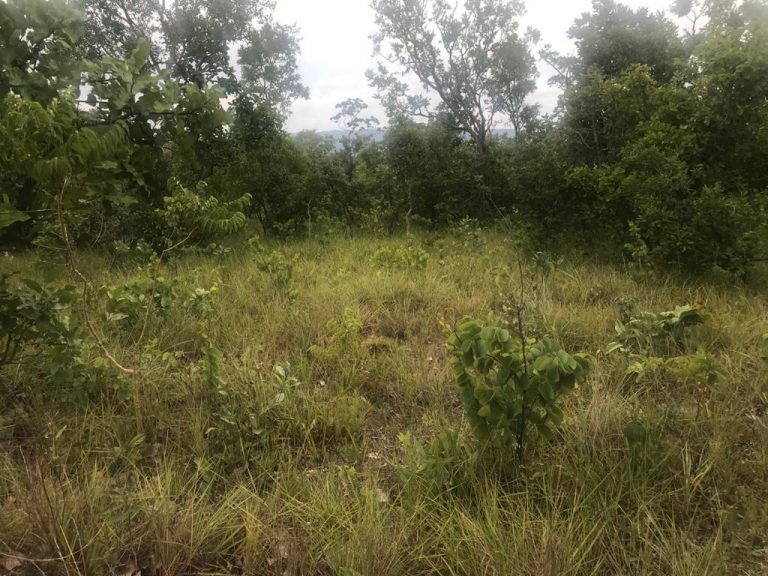 Fazenda de 50 alq. 100% plana – Dupla aptidão – 29 Km de Minaçu/GO