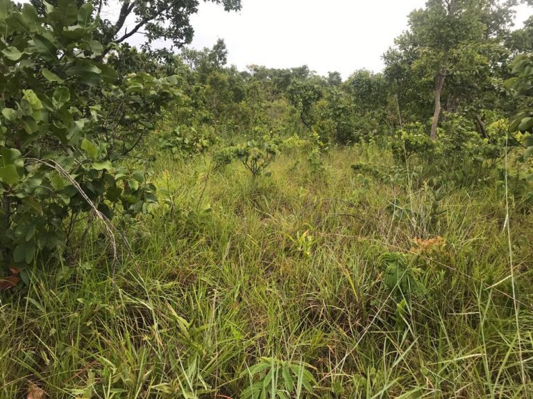Fazenda de 50 alq. 100% plana – Dupla aptidão – 29 Km de Minaçu/GO