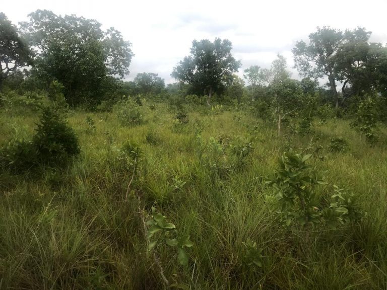 Fazenda de 50 alq. 100% plana – Dupla aptidão – 29 Km de Minaçu/GO