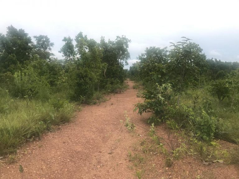 Fazenda de 50 alq. 100% plana – Dupla aptidão – 29 Km de Minaçu/GO