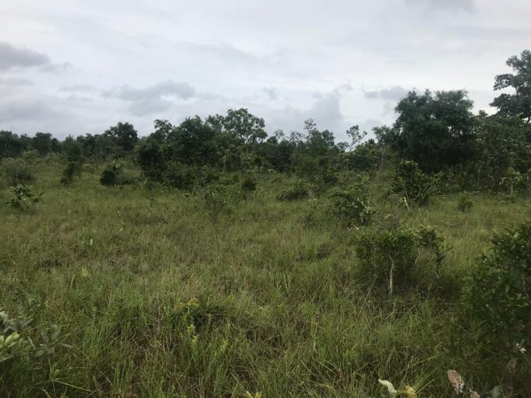 Fazenda de 50 alq. 100% plana – Dupla aptidão – 29 Km de Minaçu/GO