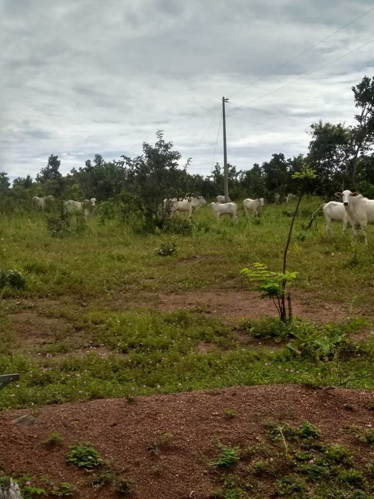 Fazenda de 50 alq. 100% plana – Dupla aptidão – 29 Km de Minaçu/GO