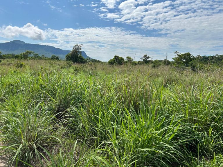 FAZENDA DE 672 ALQ (3252HA) PARANÃ/TO – PRÓX. GOIÁS