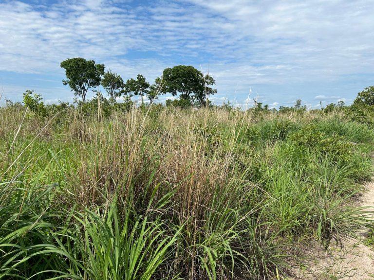 FAZENDA DE 672 ALQ (3252HA) PARANÃ/TO – PRÓX. GOIÁS