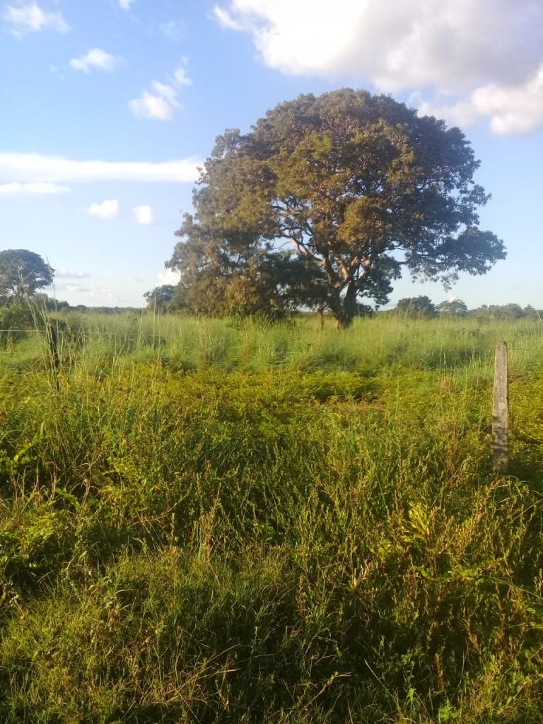 Fazenda 163 alq. p/ pecuária em Figueirópolis/TO