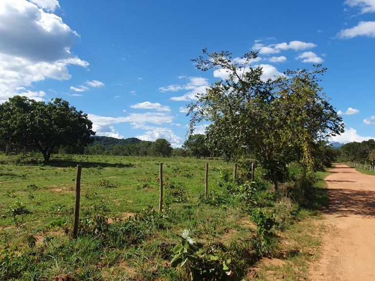 Fazenda plana 100 alq. p/ Pecuária – Cavalcante/GO