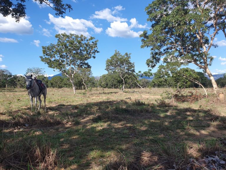 Fazenda plana 100 alq. p/ Pecuária – Cavalcante/GO