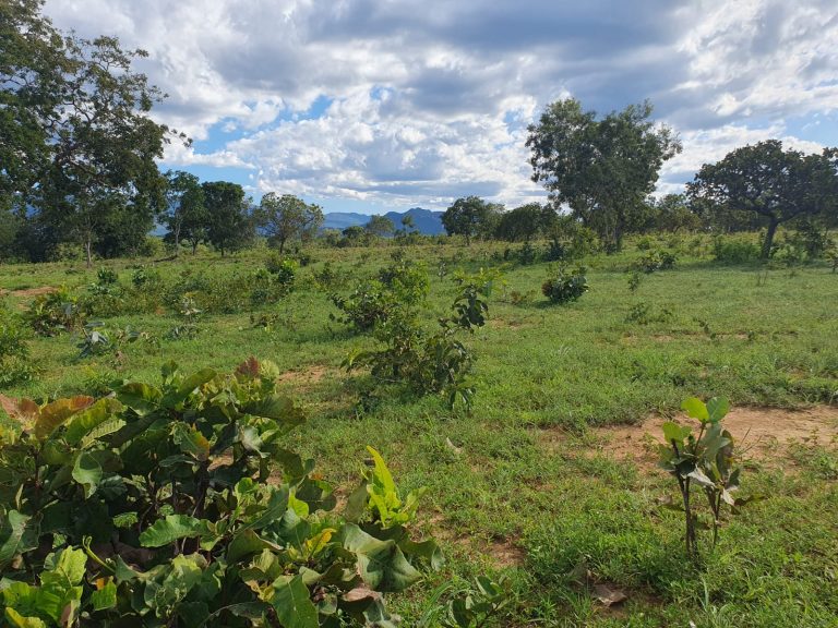 Fazenda plana 100 alq. p/ Pecuária – Cavalcante/GO