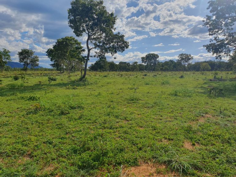 Fazenda plana 100 alq. p/ Pecuária – Cavalcante/GO