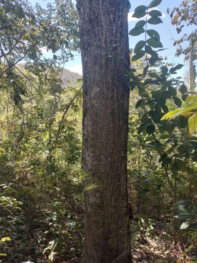 Fazenda de 80 alq (387ha) P/ Pecuária- a 55 Km de Minaçu/GO Fazenda de 80 alq (387ha) P/ Pecuária- a 55 Km de Minaçu/GO