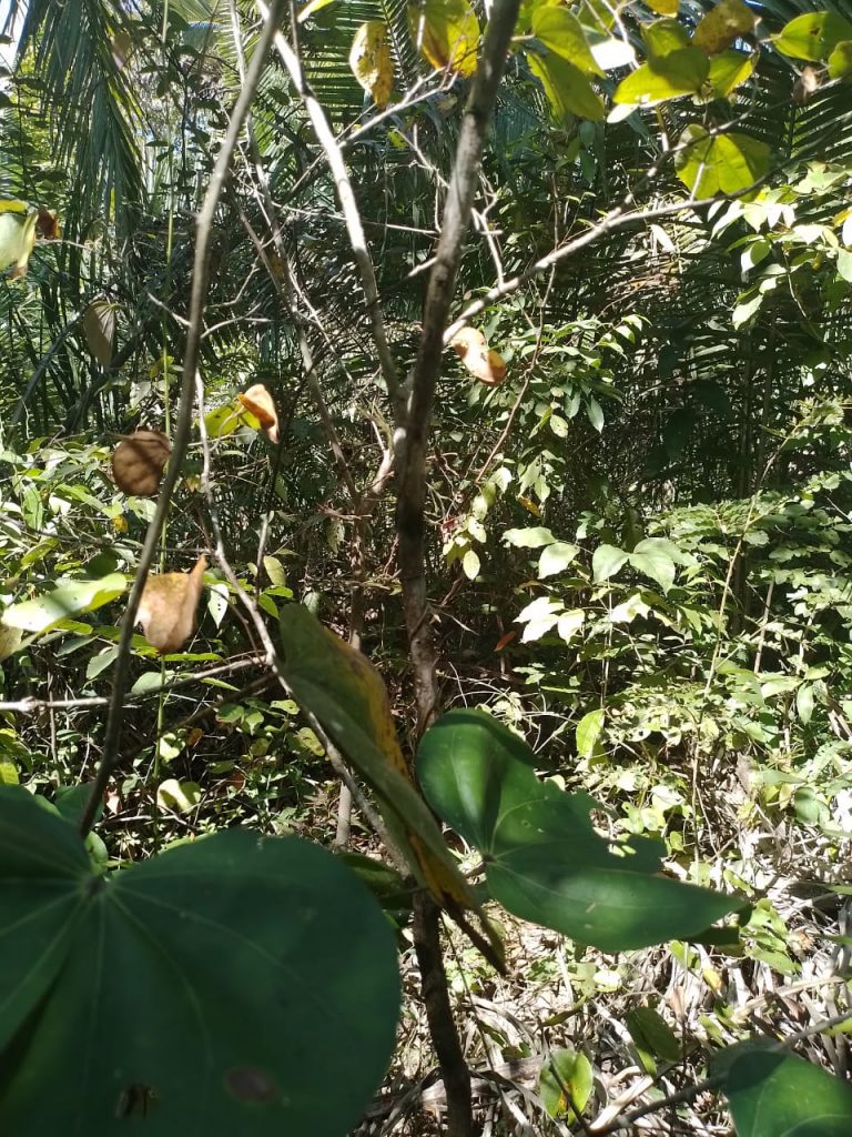 Fazenda de 80 alq (387ha) P/ Pecuária- a 55 Km de Minaçu/GO Fazenda de 80 alq (387ha) P/ Pecuária- a 55 Km de Minaçu/GO