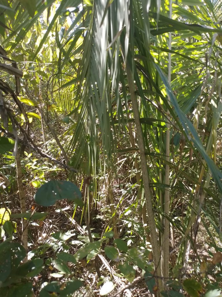 Fazenda de 80 alq (387ha) P/ Pecuária- a 55 Km de Minaçu/GO Fazenda de 80 alq (387ha) P/ Pecuária- a 55 Km de Minaçu/GO