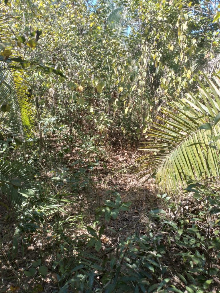 Fazenda de 80 alq (387ha) P/ Pecuária- a 55 Km de Minaçu/GO Fazenda de 80 alq (387ha) P/ Pecuária- a 55 Km de Minaçu/GO