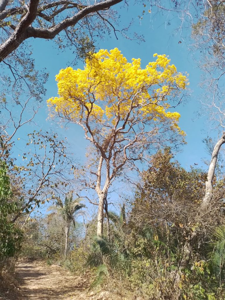 Fazenda de 80 alq (387ha) P/ Pecuária- a 55 Km de Minaçu/GO Fazenda de 80 alq (387ha) P/ Pecuária- a 55 Km de Minaçu/GO