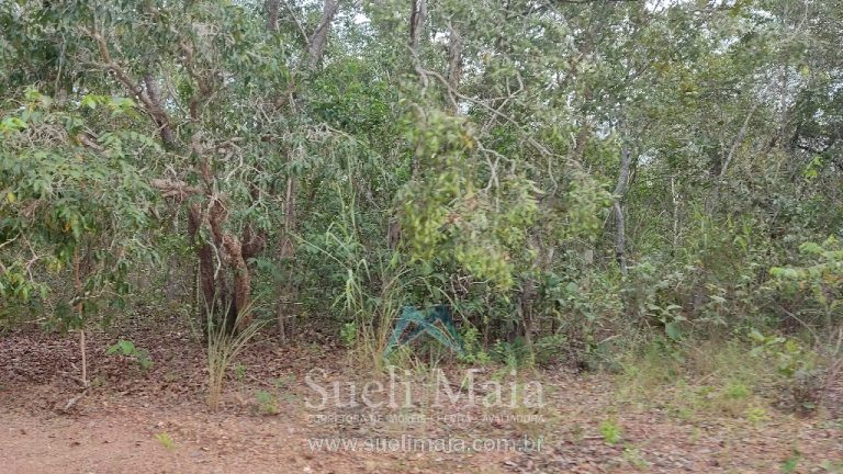 Fazenda 44 alq (213ha) Plana – dupla aptidão – Minaçu/GO Fazenda 44 alq (213ha) Plana – dupla aptidão – Minaçu/GO