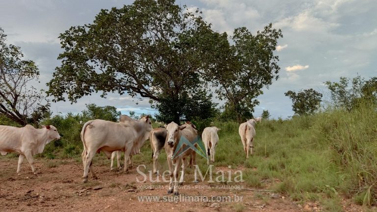 Fazenda 44 alq (213ha) Plana – dupla aptidão – Minaçu/GO Fazenda 44 alq (213ha) Plana – dupla aptidão – Minaçu/GO