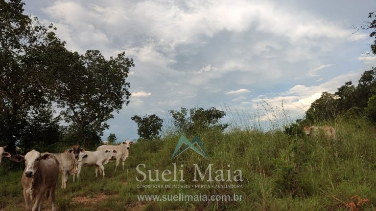 Fazenda 44 alq (213ha) Plana – dupla aptidão – Minaçu/GO Fazenda 44 alq (213ha) Plana – dupla aptidão – Minaçu/GO