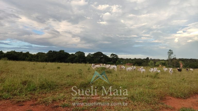 Fazenda 44 alq (213ha) Plana – dupla aptidão – Minaçu/GO Fazenda 44 alq (213ha) Plana – dupla aptidão – Minaçu/GO