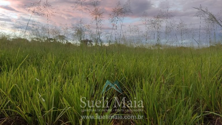 Fazenda 44 alq (213ha) Plana – dupla aptidão – Minaçu/GO Fazenda 44 alq (213ha) Plana – dupla aptidão – Minaçu/GO