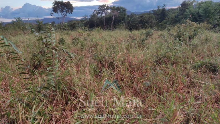 Fazenda 44 alq (213ha) Plana – dupla aptidão – Minaçu/GO Fazenda 44 alq (213ha) Plana – dupla aptidão – Minaçu/GO