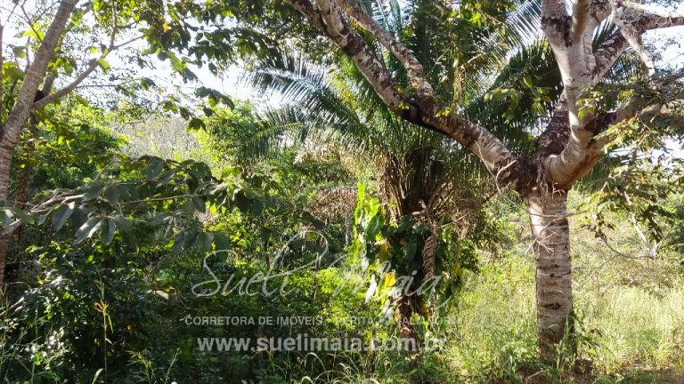 FAZENDINHA 19,7 ALQ – ASFALTO – A 6KM DE MINAÇU/GO