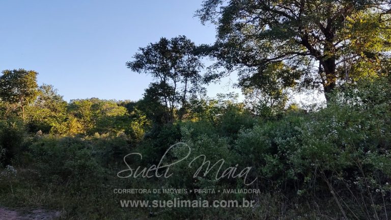 FAZENDA 48,5 ALQ 70% PLANA – A 13KM DA CIDADE FAZENDA 48,5 ALQ 70% PLANA – A 13KM DA CIDADE