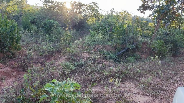 FAZENDA 48,5 ALQ 70% PLANA – A 13KM DA CIDADE FAZENDA 48,5 ALQ 70% PLANA – A 13KM DA CIDADE