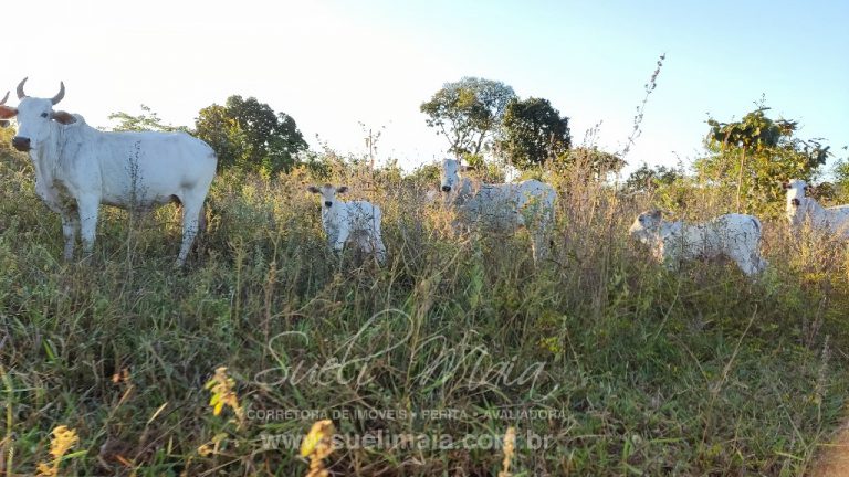 FAZENDA 48,5 ALQ 70% PLANA – A 13KM DA CIDADE FAZENDA 48,5 ALQ 70% PLANA – A 13KM DA CIDADE